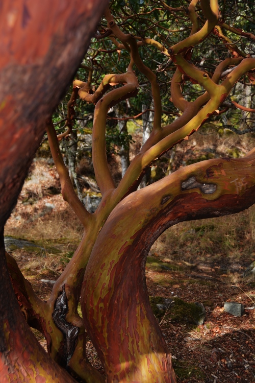 madrona bark
